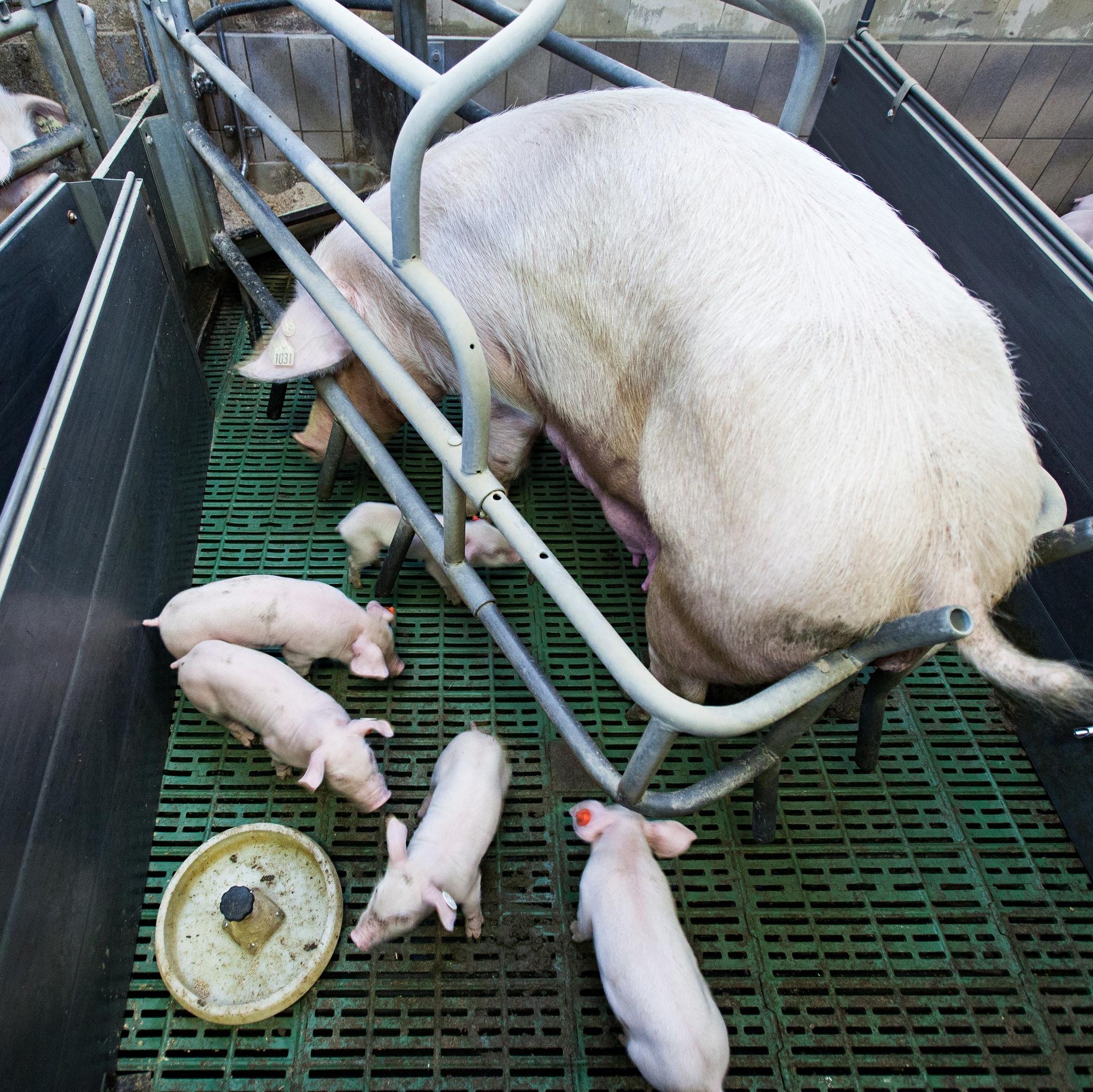 Sow fixated in her cage with her piglets