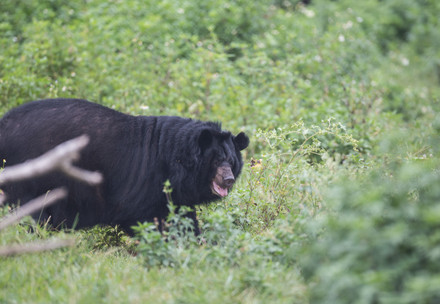Le sauvetage des ours May et Binh Yen