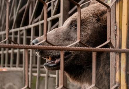 Support Ukraine - FOUR PAWS in Europe - Animal Welfare Organisation