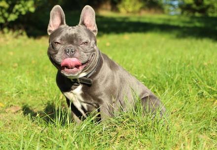 The breed standard for French Bulldogs is one example