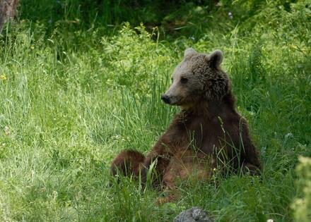 Bär sitzt auf einer Wiese