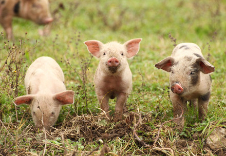 10 faits fascinants sur le cochon