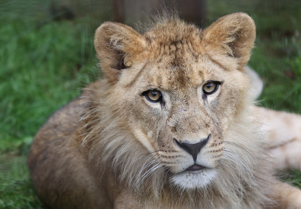 Young male lion looking straight ahead