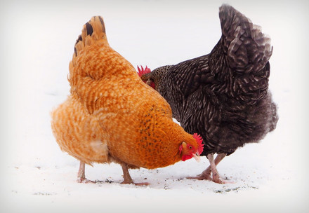 Hens pecking at food in the snow