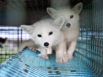 foxes on fur farm