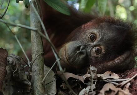 Orangutan Eska at the ORANGUTAN FOREST SCHOOL