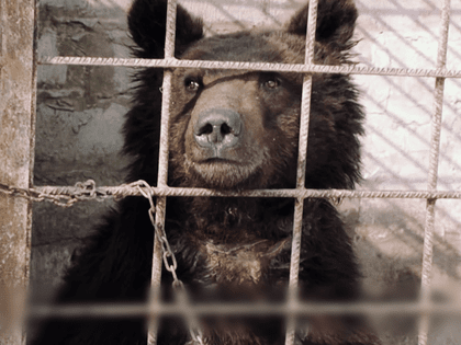 Bear in a cage 