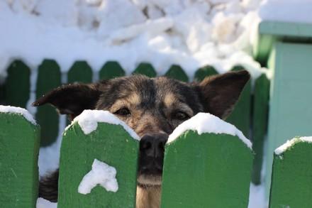 Streunerhund im Winter