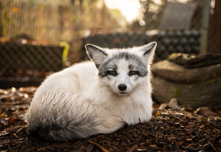 rescued fox from fur farm