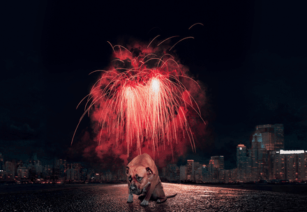 Hund fürchtet sich vor Feuerwerk
