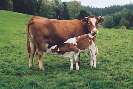Une vache et son veau