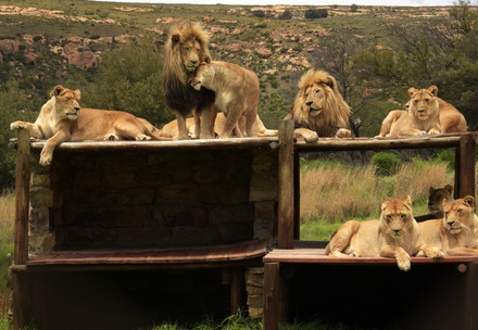 Pride of lions at LIONSROCK 