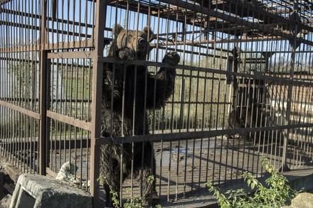 Bär in einem Käfig in Serbien
