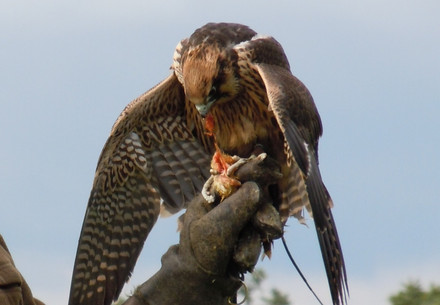 Greifvogel sitzt auf dem Arm eines Falkners