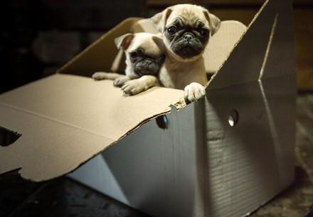 Anonymous and dangerous: Illegal puppy dealers to be evicted from online classifieds