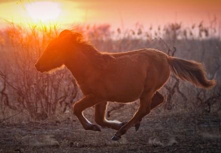 Wild mares in Letea, Danube Delta