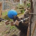 Brownbear Brumca holds a ball, that is fixed on a rope. She is shaking the ball to get the food out of it.