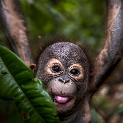 Bayi orangutan Gerhana