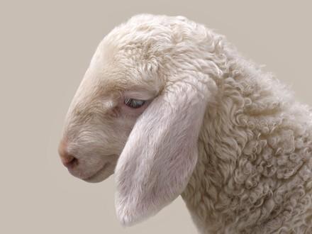 Animal Charity - Lamb