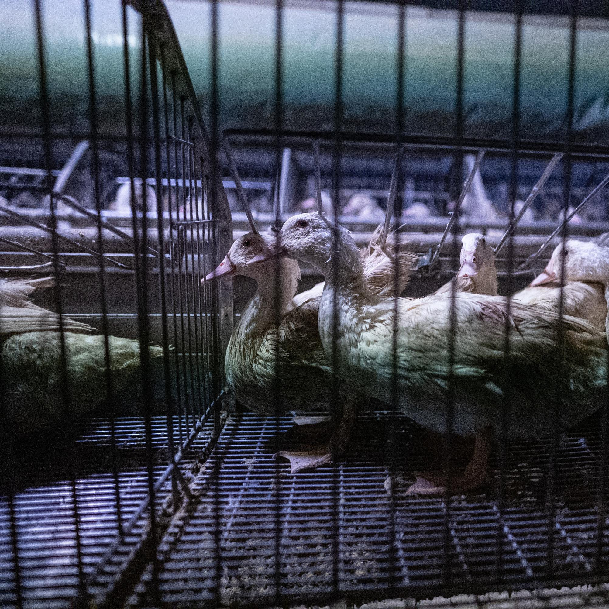 Ducks inside a cage without water