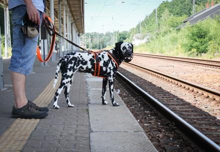 Hund am Bahnhof