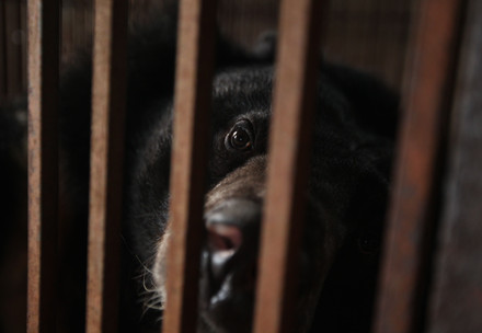 Bile bear looking out of cage