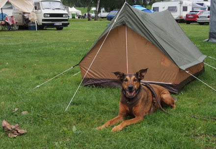 Hund auf Campingplatz