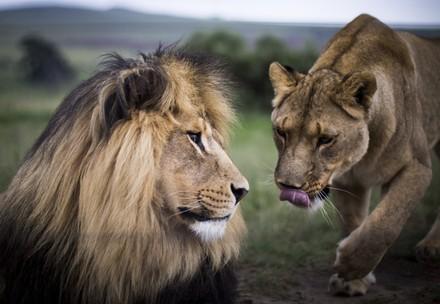 Un lion et une lionne à LIONSROCK
