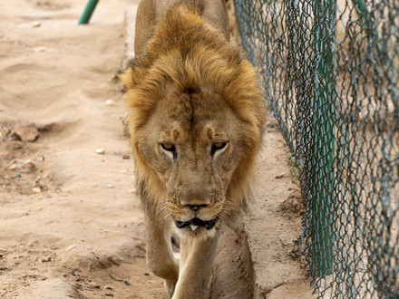 Lion Mansour at Sudan Animal Rescue