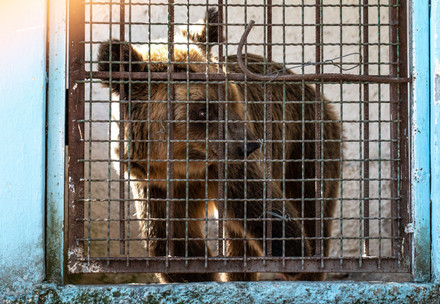Bear Dushi in zoo before her rescue