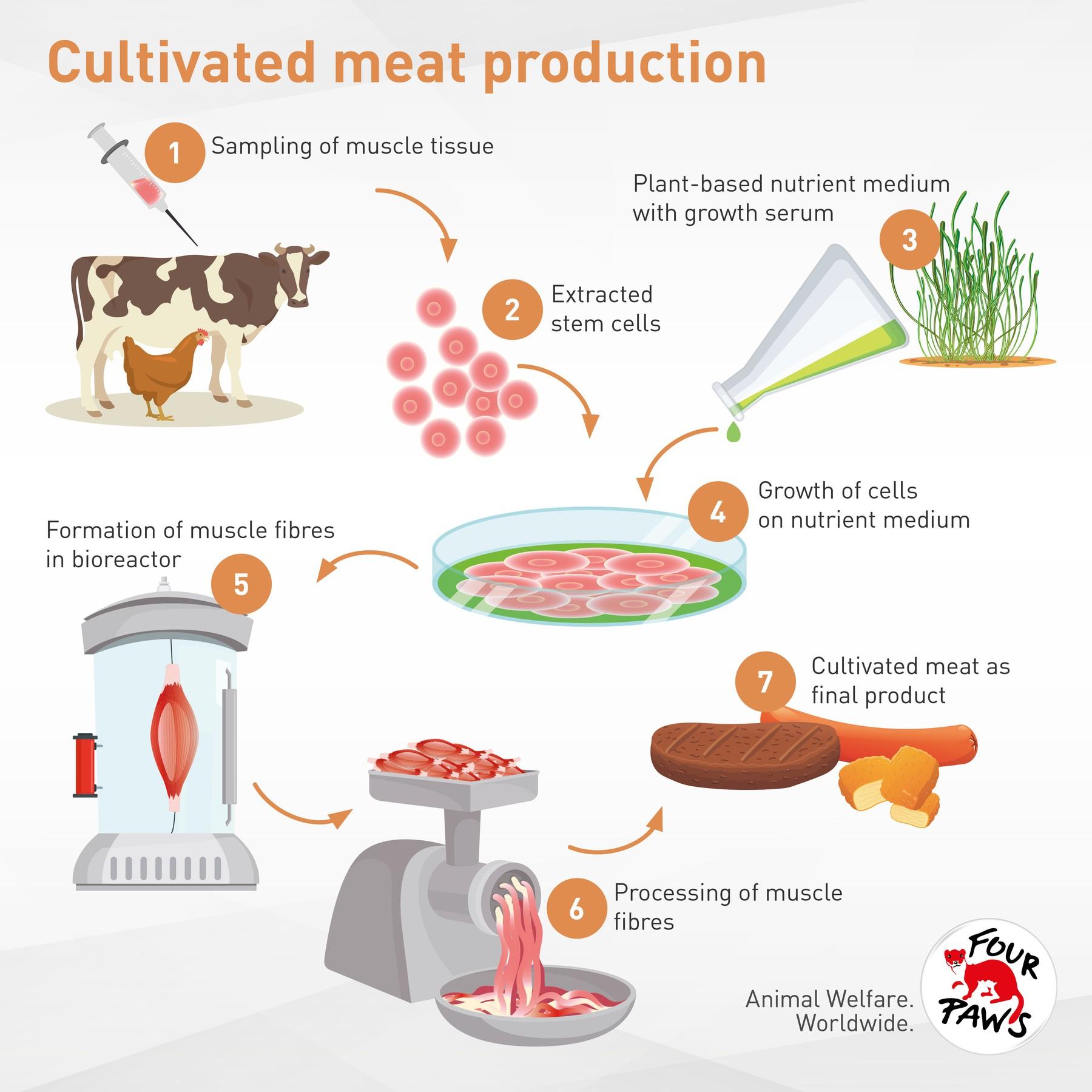 What is cultivated meat and how is it made? - KHNI