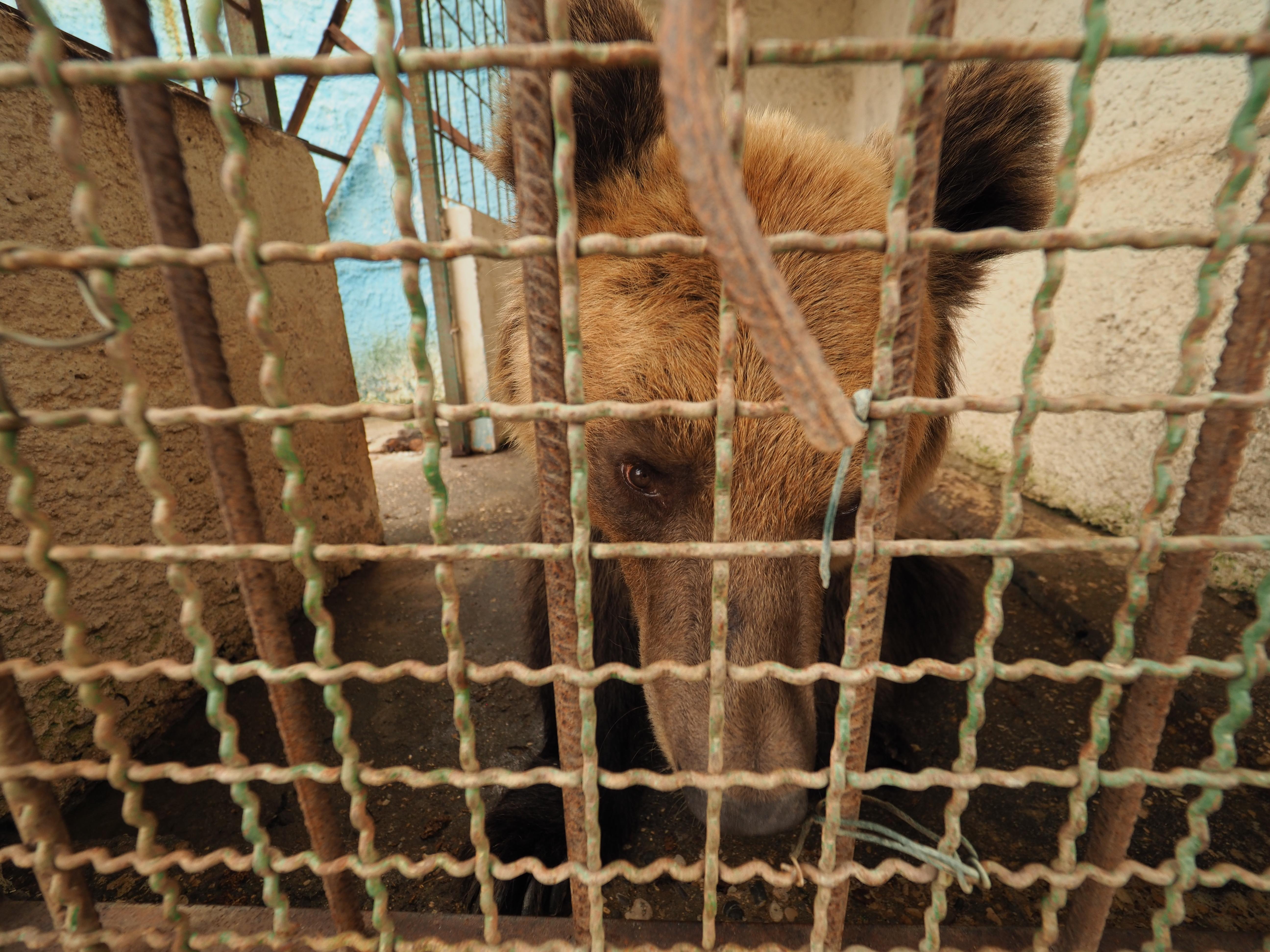 Shutting down Safari Park Zoo in Fier, Albania - FOUR PAWS in US - Global  Animal Protection Organization