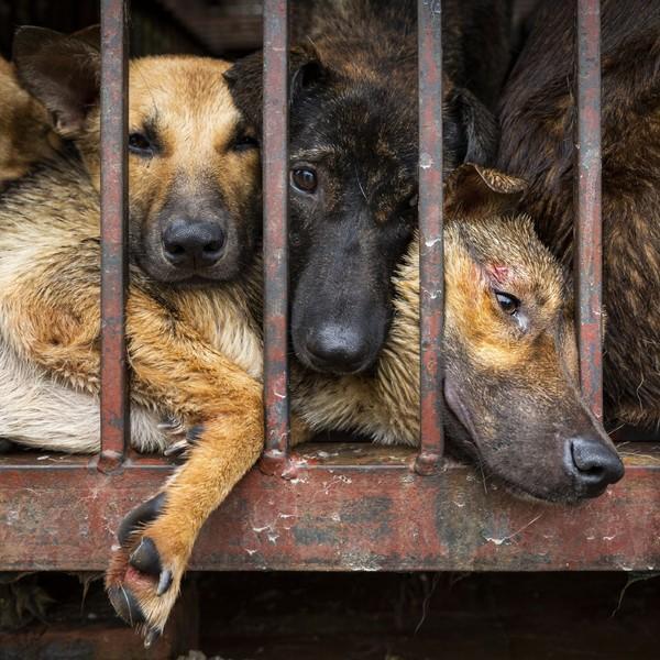 The Truth - Dog & Cat Meat Trade #ProtectMillions - a Campaign of FOUR PAWS
