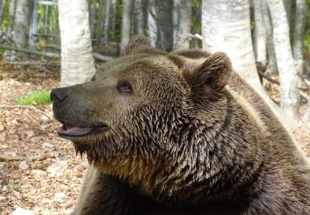 L’ours Vesko à la Forêt des Ours de Belitsa