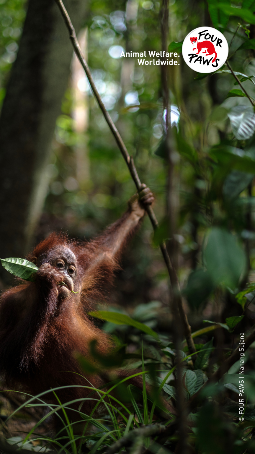 Orangutan mobile wallpaper AU