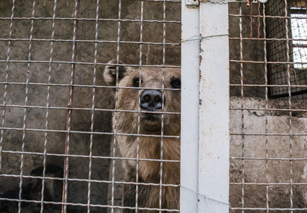 Bear Iva at her old enclosure in North Macedonia