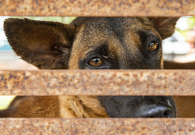 VIER PFOTEN schliesst Hunde-Schlachthaus in Kambodscha