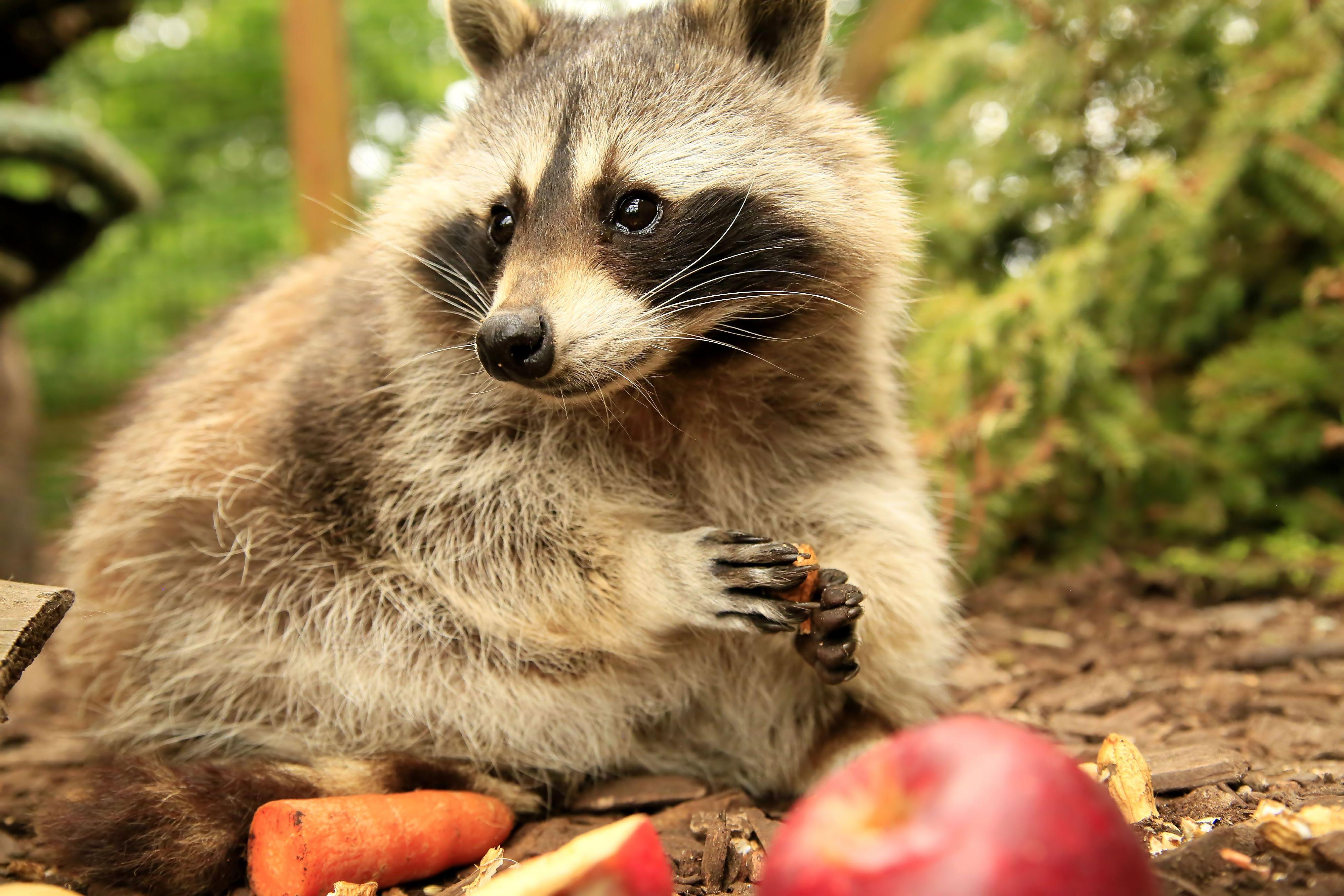 Furry Intruders – Animal-Friendly Removal of Raccoons - FOUR PAWS  International - Animal Welfare Organisation