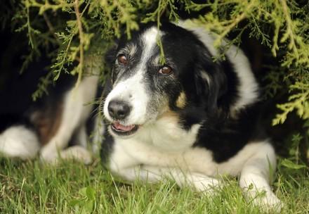 Hund unter Gebüsch mit Schmerzen