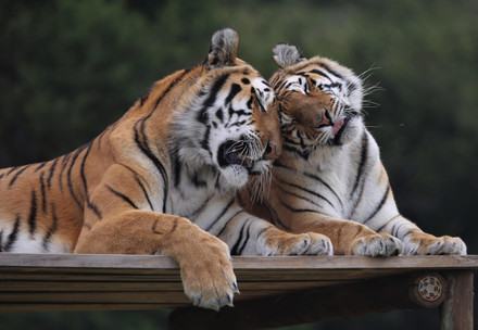 Two tigers cuddling
