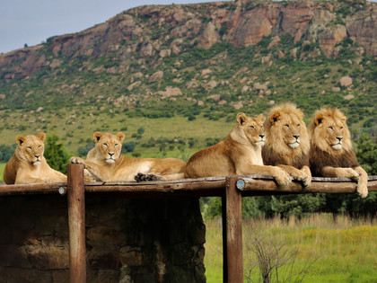 Löwen im LIONSROCK Großkatzenschutzzentrum
