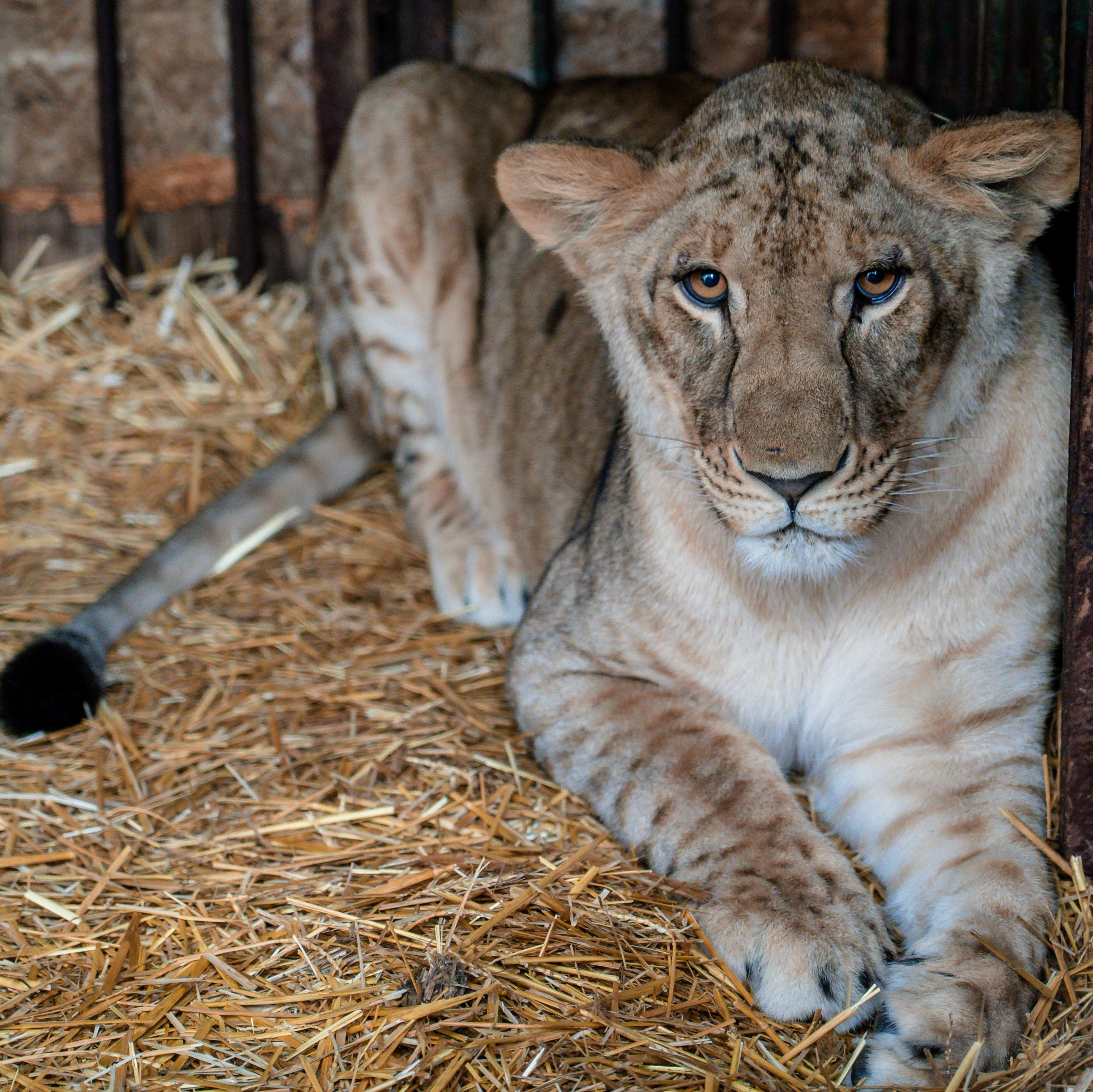 Lioness Vasylyna at Wild animal rescue near Kiev
