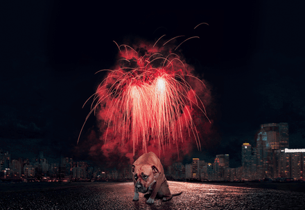 Dog New Year Fireworks