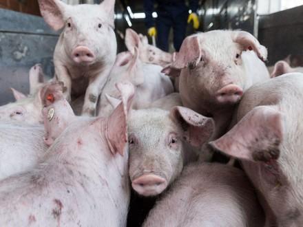 Pigs in factory farm
