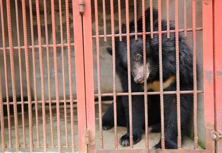 Bear in a cage and used for bile extraction in Vietnam