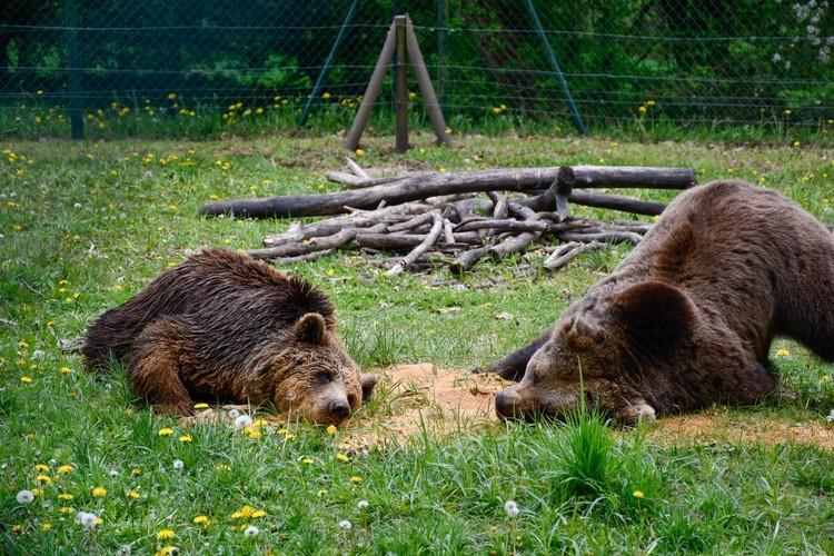 Brown bears Pavle and Sylvia