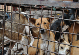Jakarta verbietet Hunde- und Katzenfleischhandel