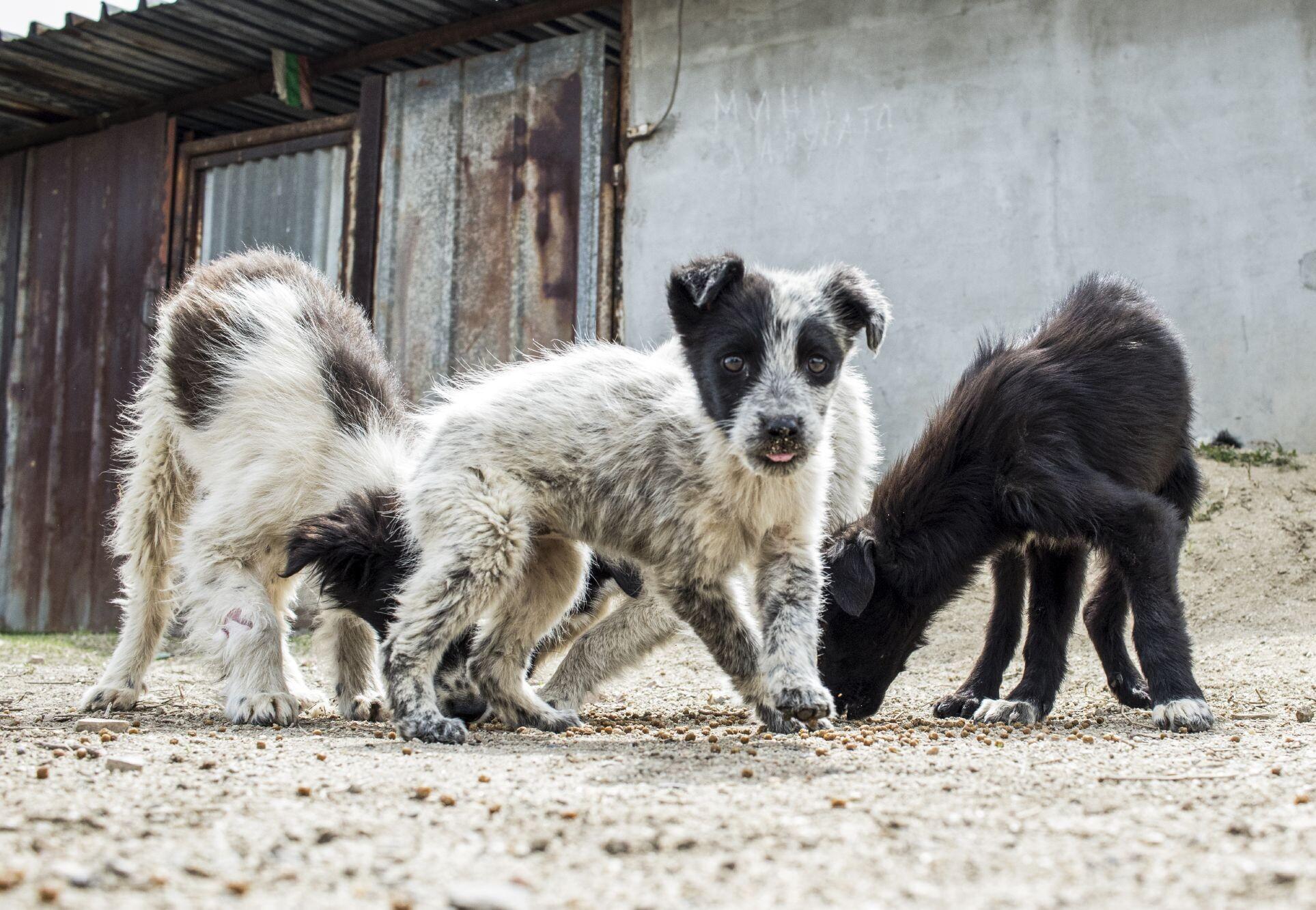 Stray Animal Care in Bulgaria - FOUR PAWS International - Animal Welfare  Organisation