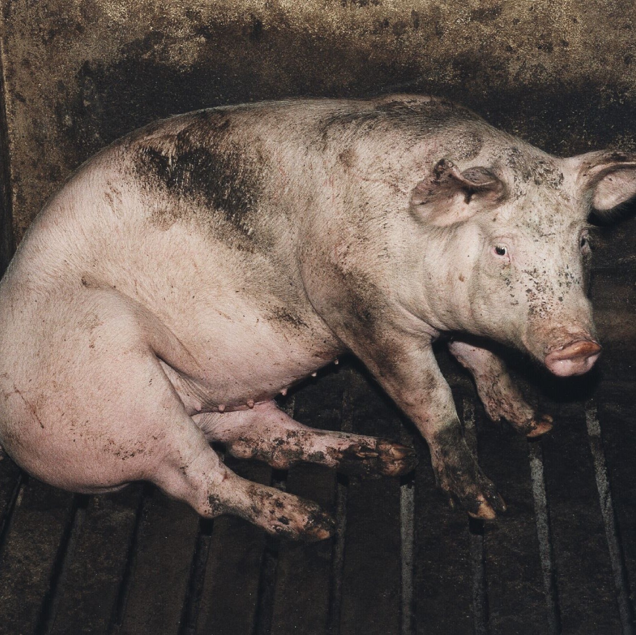 Pig on a farm with slatted floor