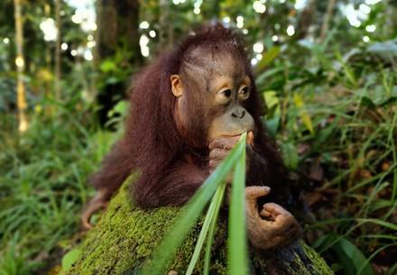 Orangutan Tegar